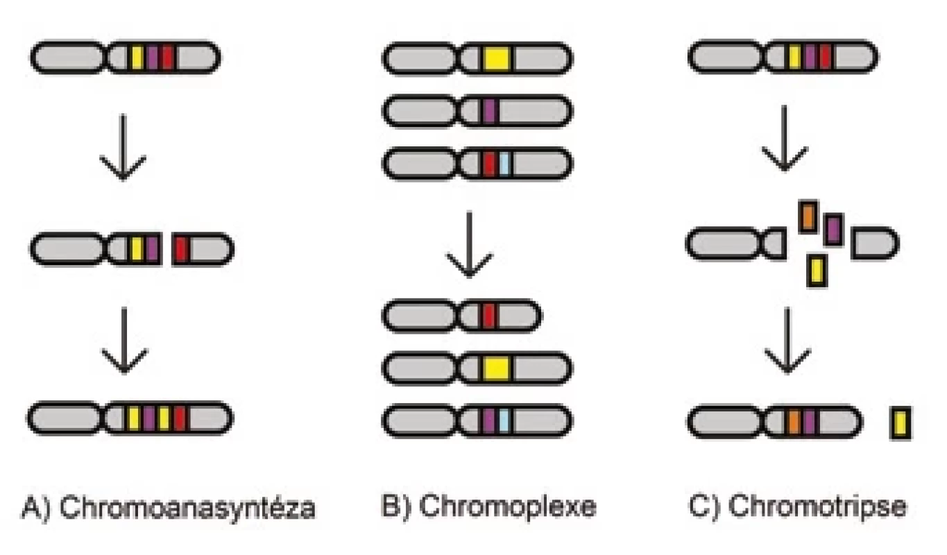 Schématický diagram chromoanasyntézy, chromoplexe a chromotripse.
