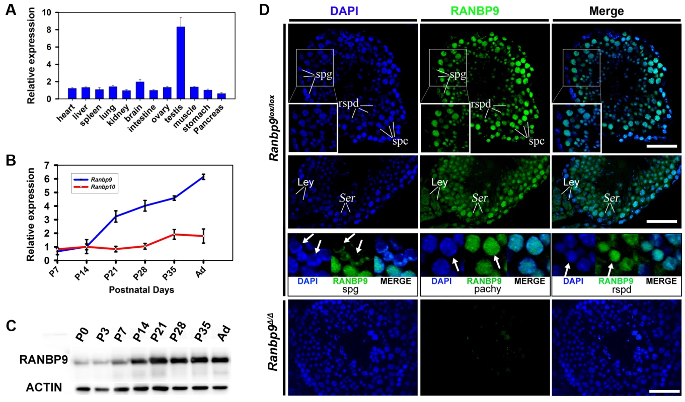 Expression profiles of <i>Ranbp9</i> during testicular development and spermatogenesis in mice.