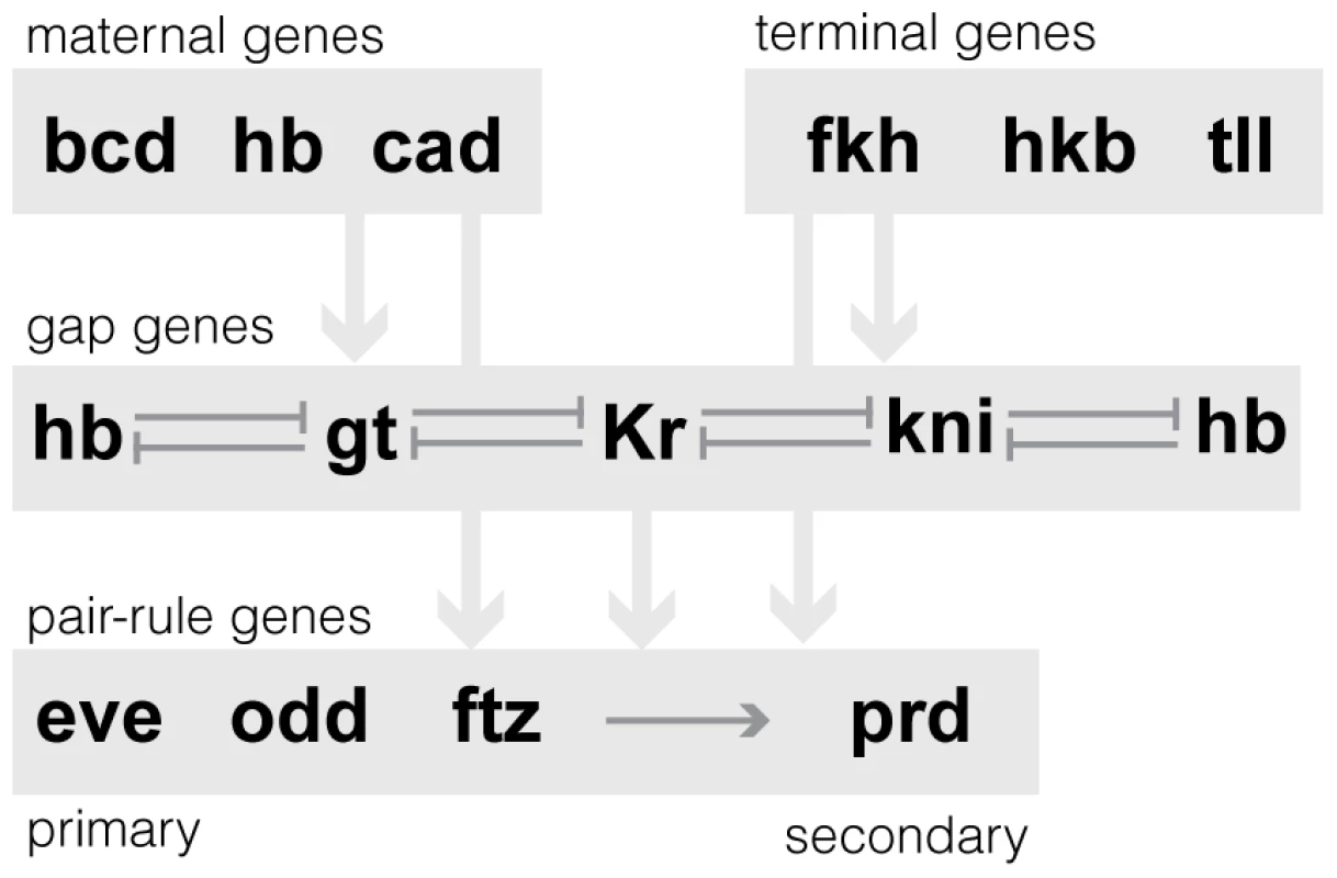 Schematic of the regulatory relationships between 13 AP patterning network genes.