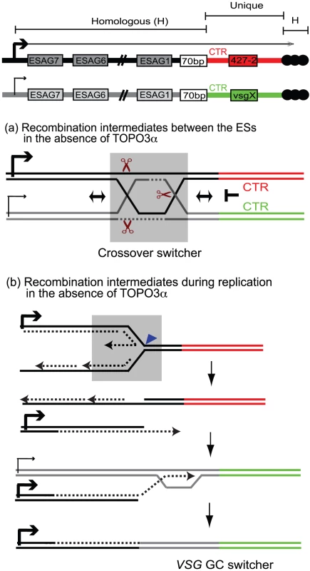 Mechanism of recombination-mediated antigenic switching and roles for TOPO3α.