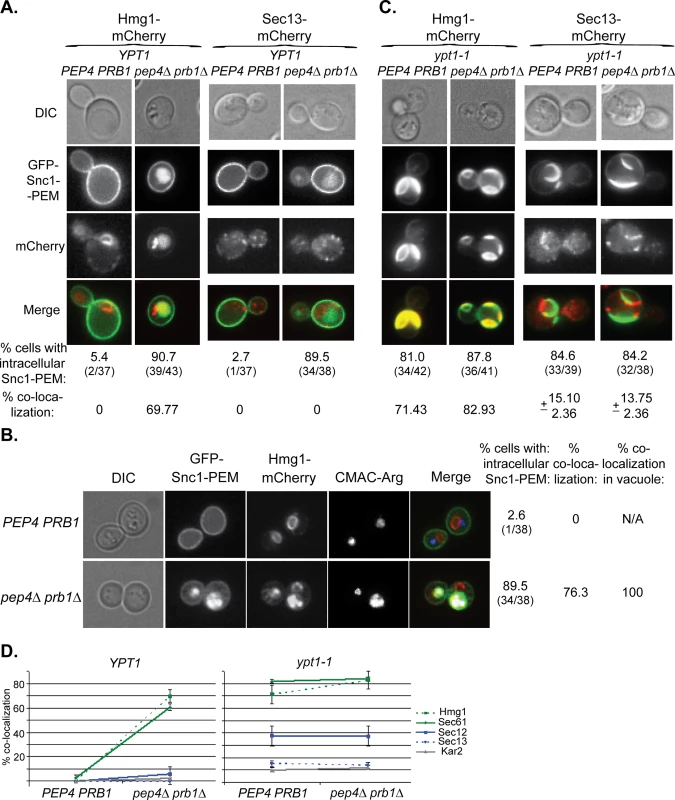 Live-cell microscopy analysis of ER-resident proteins upon overexpression of GFP-Snc1-PEM.
