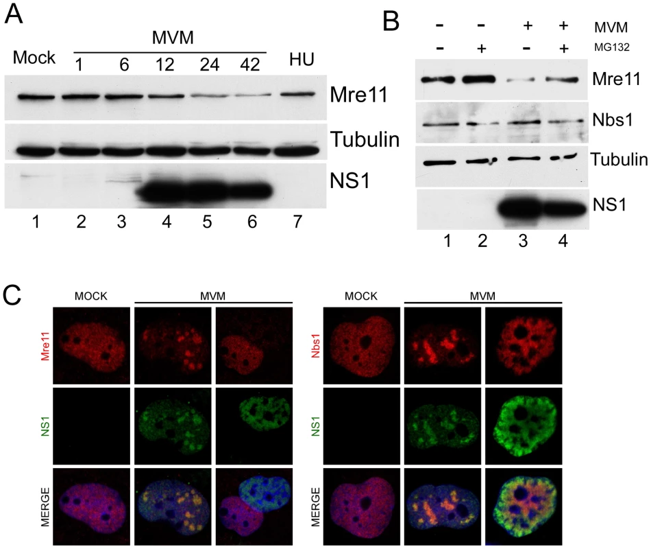 Mre11 but not Nbs1 is degraded in MVM-infected cells.