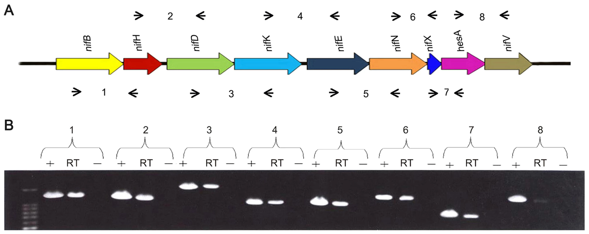 The <i>nif</i> genes of <i>Paenibacillus</i> sp. WLY78 are organized in an operon as determined by RT-PCR.