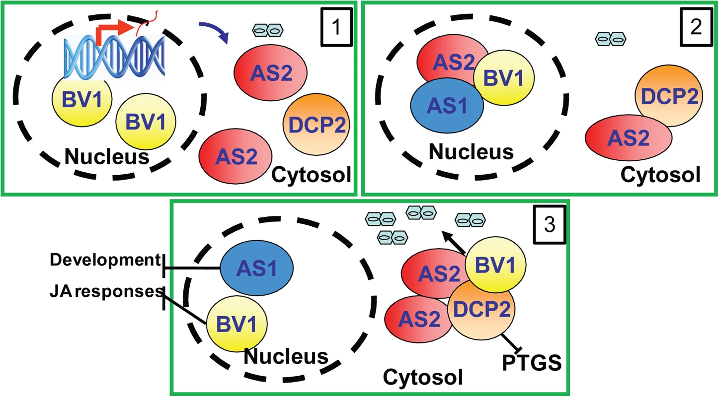 Proposed mechanism of BV1 and AS2.