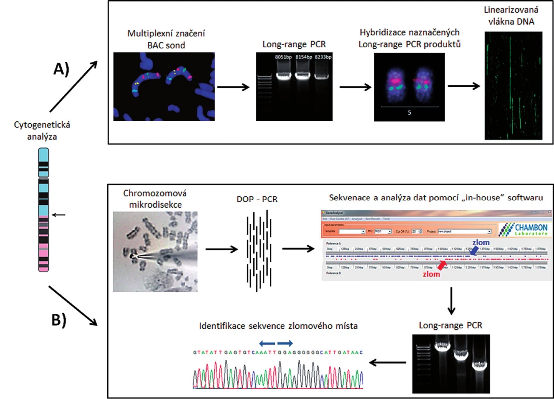 Znázornění dvou způsobů identifikace nového markeru pro sledování MRN. A) Mapování derivovaného chromozomu pomocí fluorescenčně značených BAC klonů a LR-PCR produktů. B) Mikrodisekce derivovaného chromozomu následovaná amplifikací a sekvenací disekovaného materiálu.