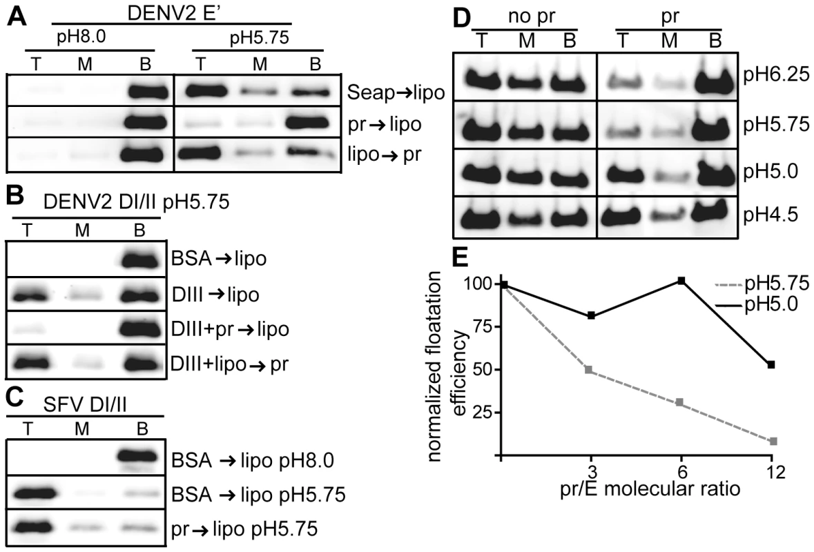 Pr peptide inhibits E protein-membrane interaction.