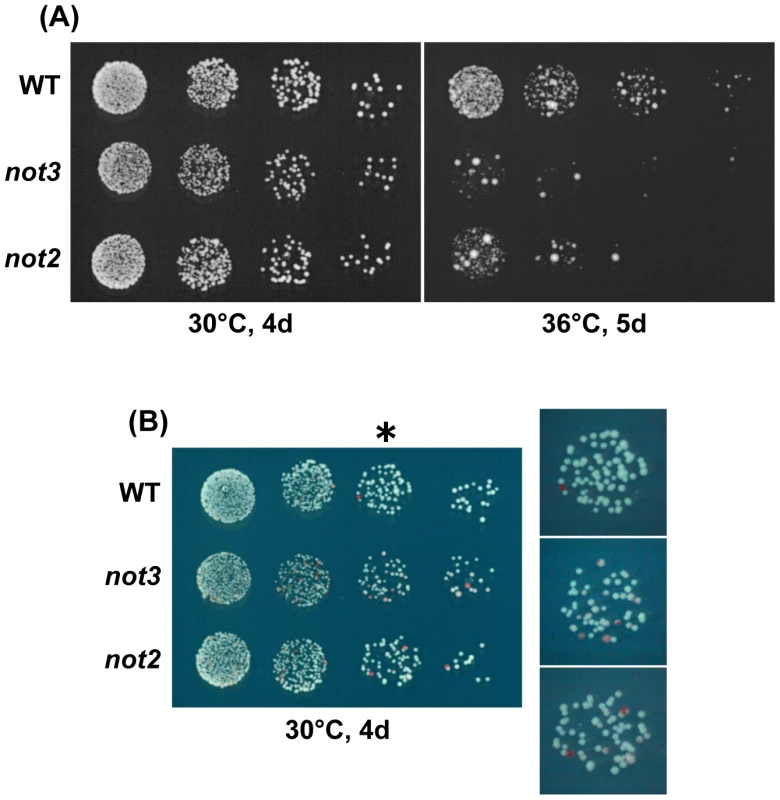 Characterization of chromosome 3 disomes of the CCR4-NOT mutants.