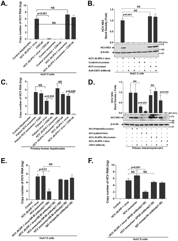 Exosomes from HCV J6/JFH-1 infected Huh7.5 cells and HCV patients mediate effective HCV transmission in the presence of anti-CD81, anti-SB-RI or anti-APOE antibody.