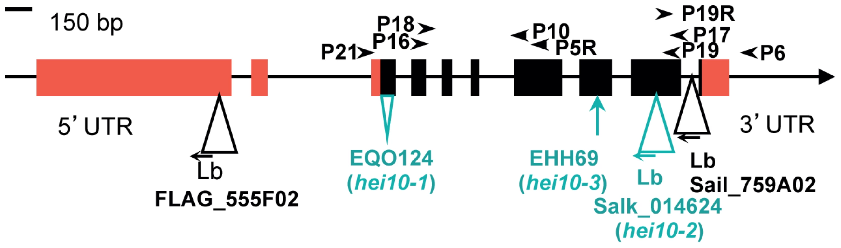 Characterisation of mutations in the HEI10 genomic region.