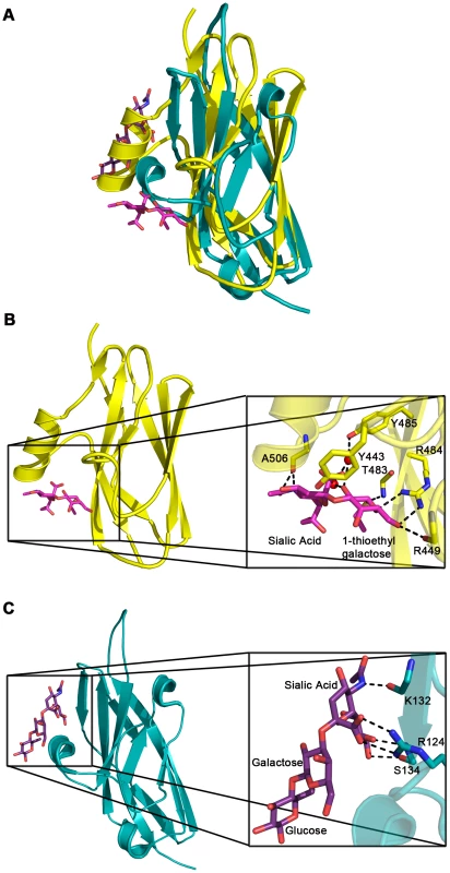 Comparison of carbohydrate binding in the Siglec subdomain of GspB<sub>BR</sub> and Siglec-5.