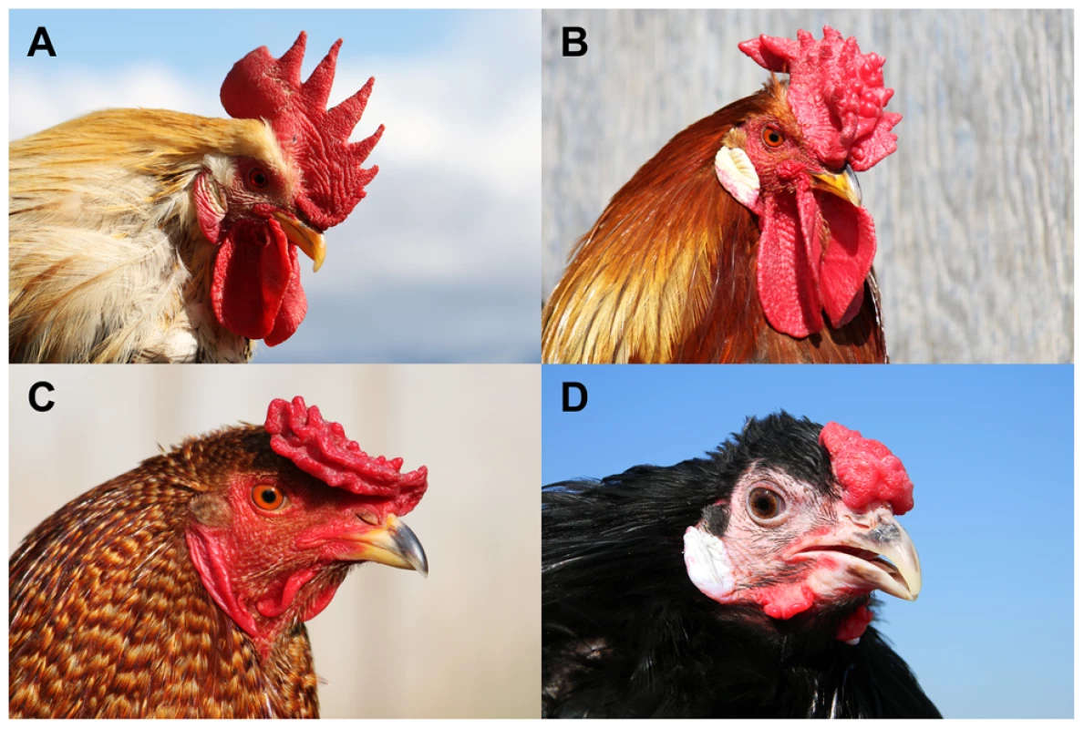 Four comb phenotypes in chickens explained by segregation at the <i>Rose-comb</i> and <i>Pea-comb</i> loci and their interaction.