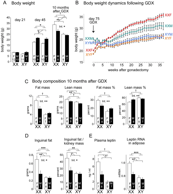 Increased body weight and fat mass in XX versus XY mice on a chow diet.
