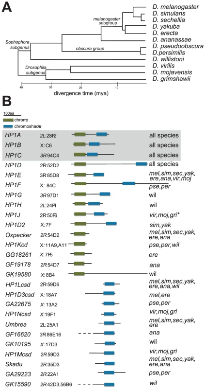 HP1 diversity in Drosophila genomes.