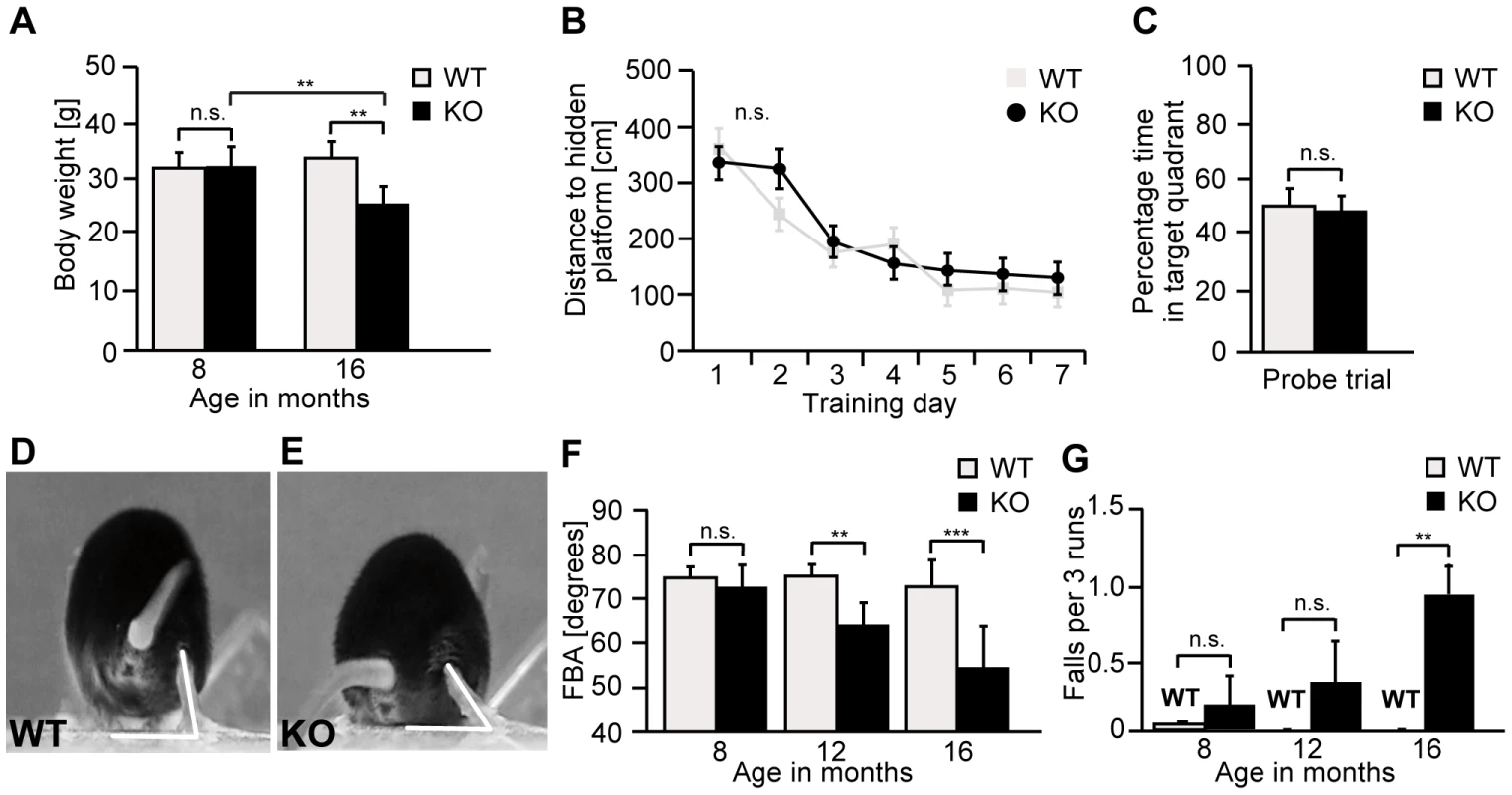 <i>Zfyve26</i> knockout mice develop a progressive spastic and ataxic gait disorder.