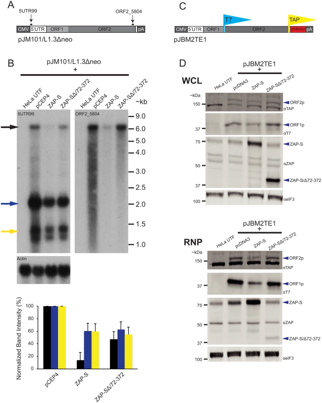 The effect of ZAP-S on L1 RNA and L1 protein expression.