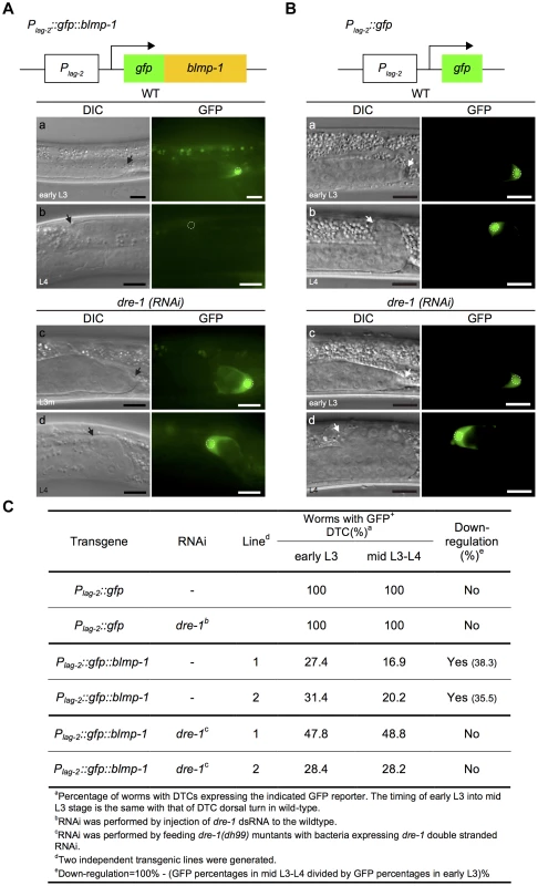 The stability of the GFP::BLMP-1 fusion protein is negatively regulated by <i>dre-1</i>.