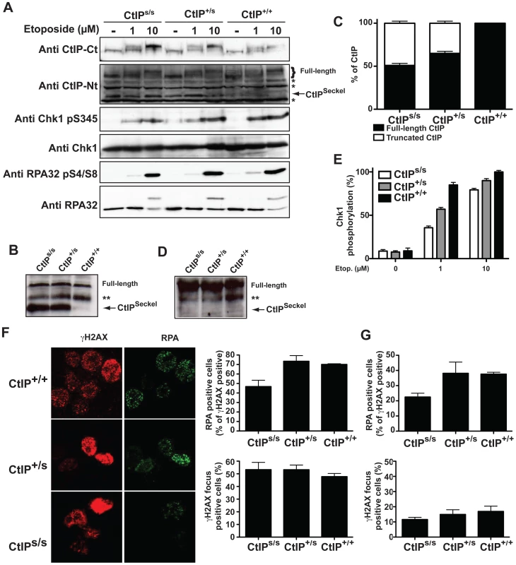 SCKL2 cells express a shorter version of CtIP and are mildly defective in RPA-coated ssDNA formation and ATR activation.
