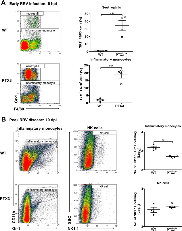 PTX3 delays cellular infiltration kinetics during RRV infection in mice.