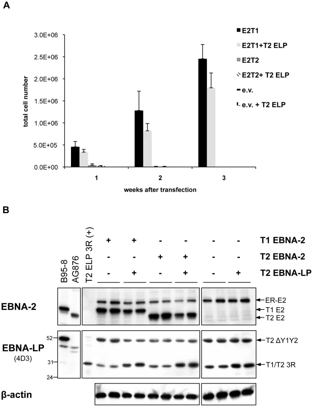 Cooperation between type 1 and type 2 EBNA-2 and EBNA-LP in the EREB2.5 growth system: The assay functionally distinguishes between the ability of type 1 and type 2 EBNA-2 to sustain cell proliferation, regardless the type of EBNA-LP.