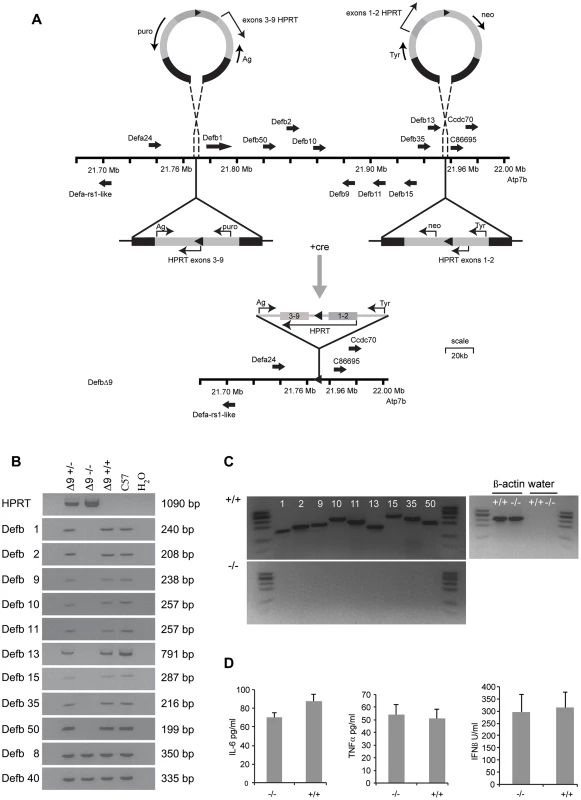<i>DefbΔ9/DefbΔ9</i> mice with deletion of 9 β-defensin genes.