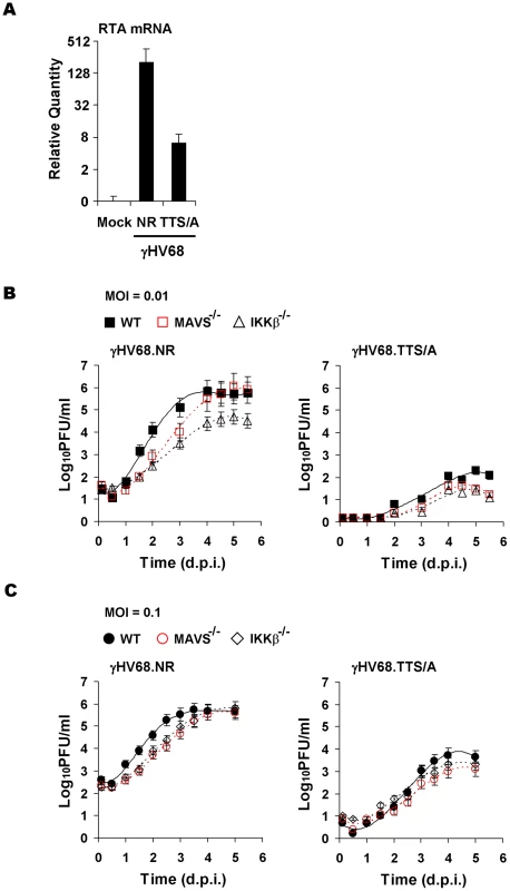 Impaired lytic replication of recombinant γHV68 carrying the TTS/A mutation.