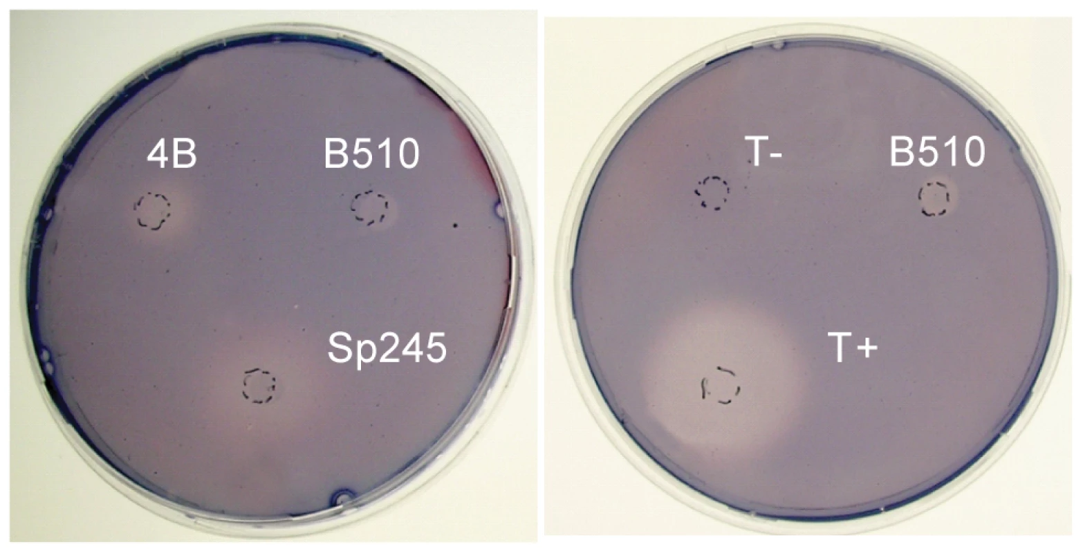 Cellulolytic activity of <i>A. brasilense</i> Sp245 cells.