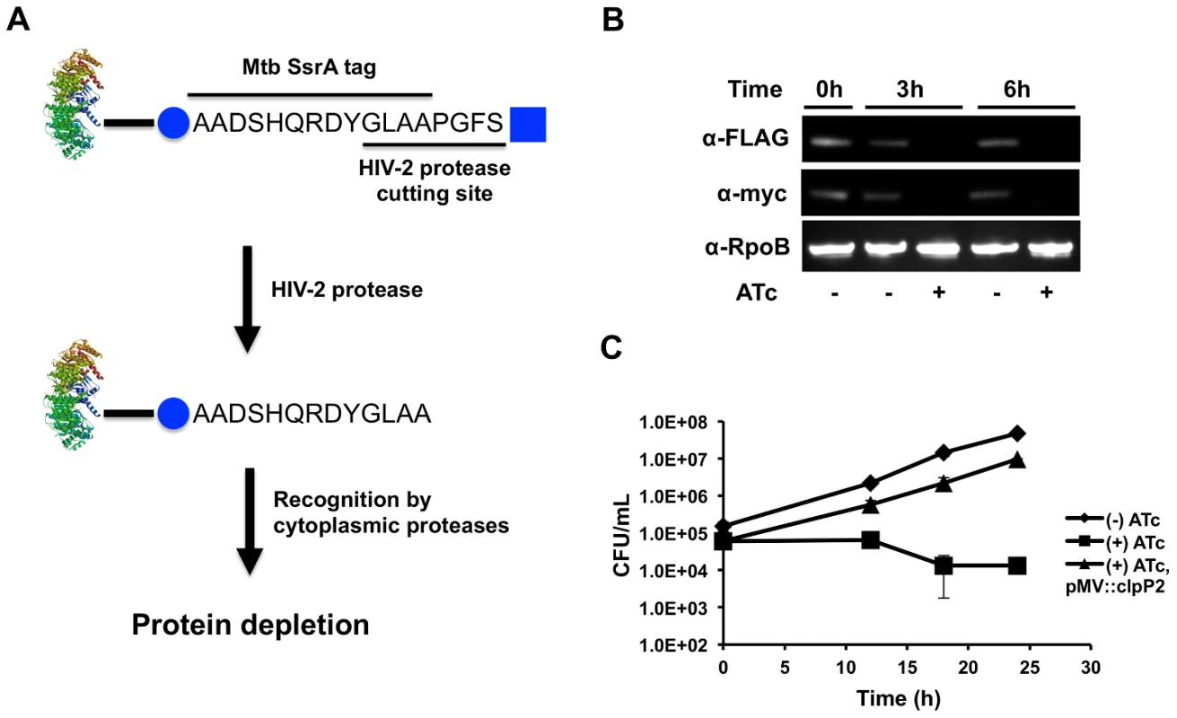 Inducible protein degradation demonstrates requirement of ClpP2 for normal growth.