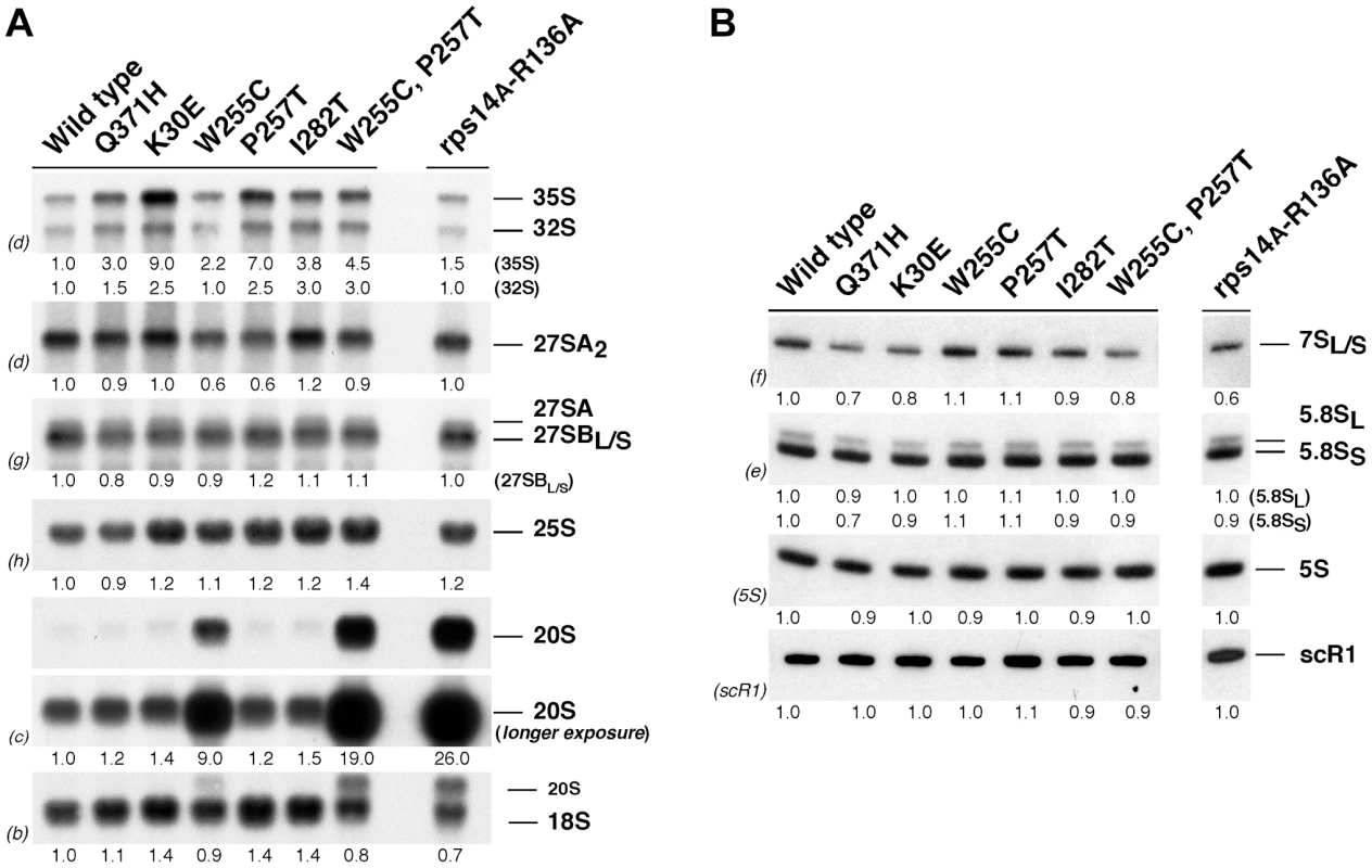 The <i>rpl3</i>[W255C] mutant accumulates 20S pre-rRNA.