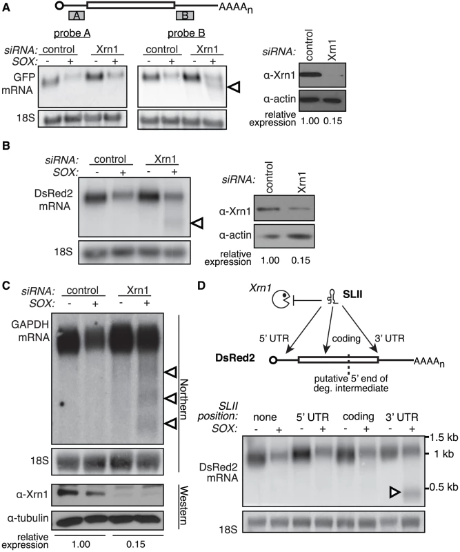 Xrn1 is required for the removal of a 3′ intermediate during SOX-mediated mRNA degradation.