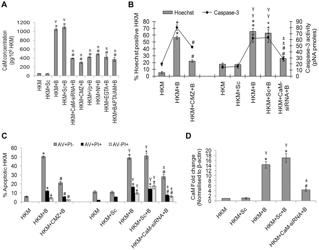 <i>A. hydrophila</i> infection leads to increased CaM expression in HKM.