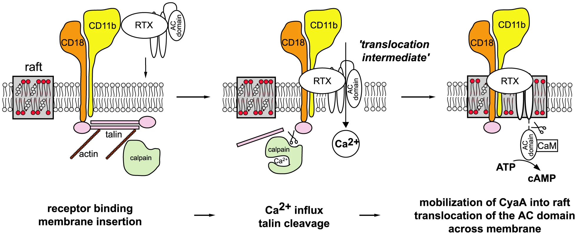 Model of CyaA translocation across target cell membrane.