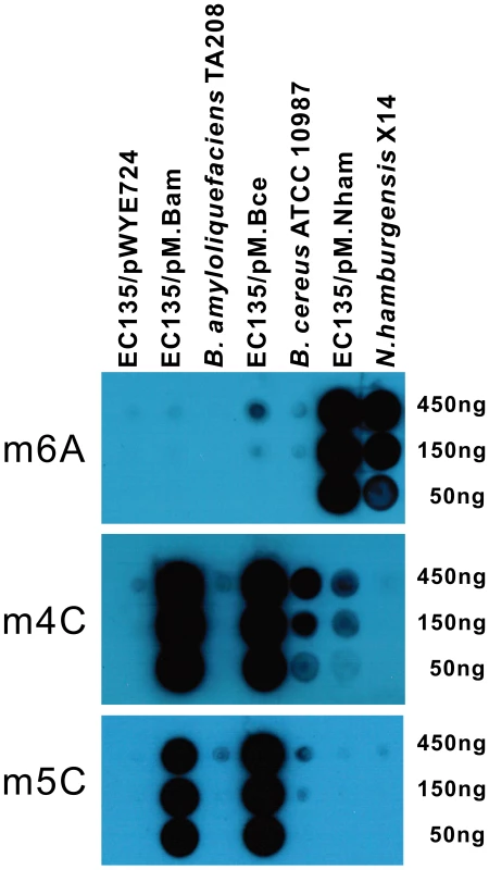 Dot blot assay for co-expression of multiple MTases.