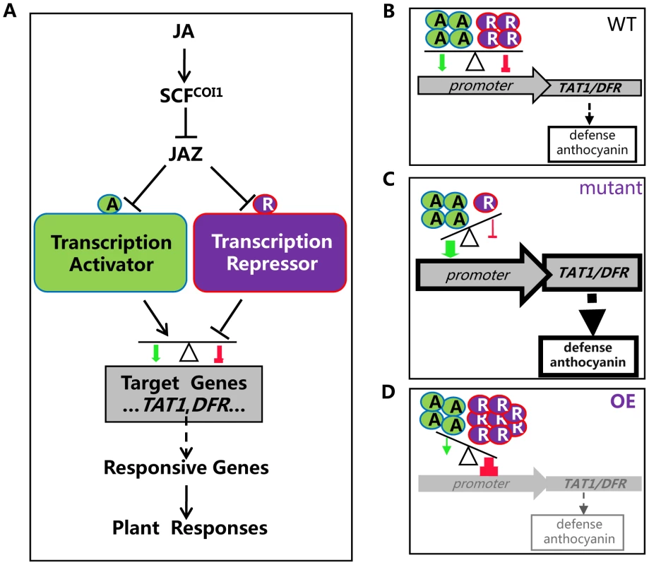 A simplified model for coordinated regulation of JA responses by JAZ-targeted transcription activators and transcription repressors.
