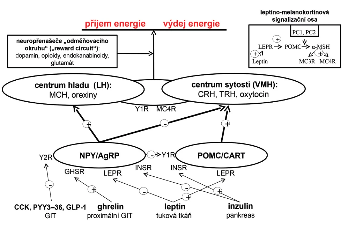 Regulace energetické bilance v lidském organismu (viz text) AgRP – agouti-related peptide; CART – cocaine-amphetamine related transcript, CCK –  cholecystokinin; GHSR – growth hormone secretagogue receptor; GIT – gastrointestinální trakt,  GLP-1 – glucagon-like peptide-1; INSR – inzulinový receptor; LH – laterální hypothalamus; LEPR – leptinový receptor; MCH – melanin koncentrující hormon; MC3R – melanokortinový receptor 3. typu; MC4R – melanokortinový receptor 4. typu; MSH – melanostimulující hormon; PC1 – prohormon konvertáza 1; POMC – proopiomelanokortin; PYY&lt;sub&gt;3–36&lt;/sub&gt; – peptid YY&lt;sub&gt;3–36&lt;/sub&gt;, VMH – ventromediální hypothalamus; Y1R – Y1 receptor; Y2R – Y2 receptor