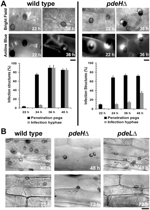 The <i>pdeH</i>Δ mutant is defective in its ability to colonize the host tissue.