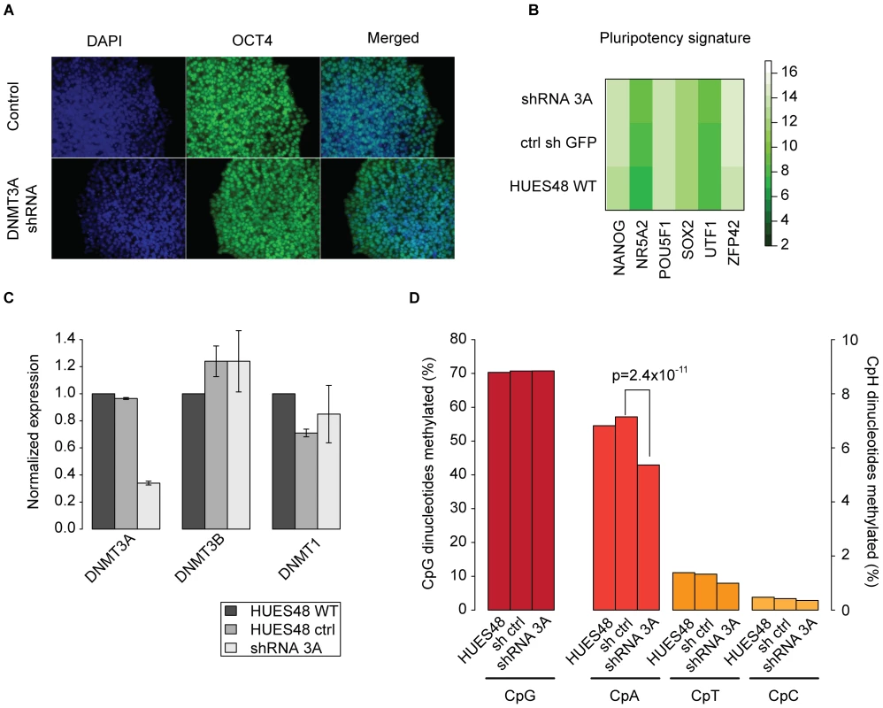 Knockdown of DNMT3A in hESCs causes global reduction of non-CpG methylation.
