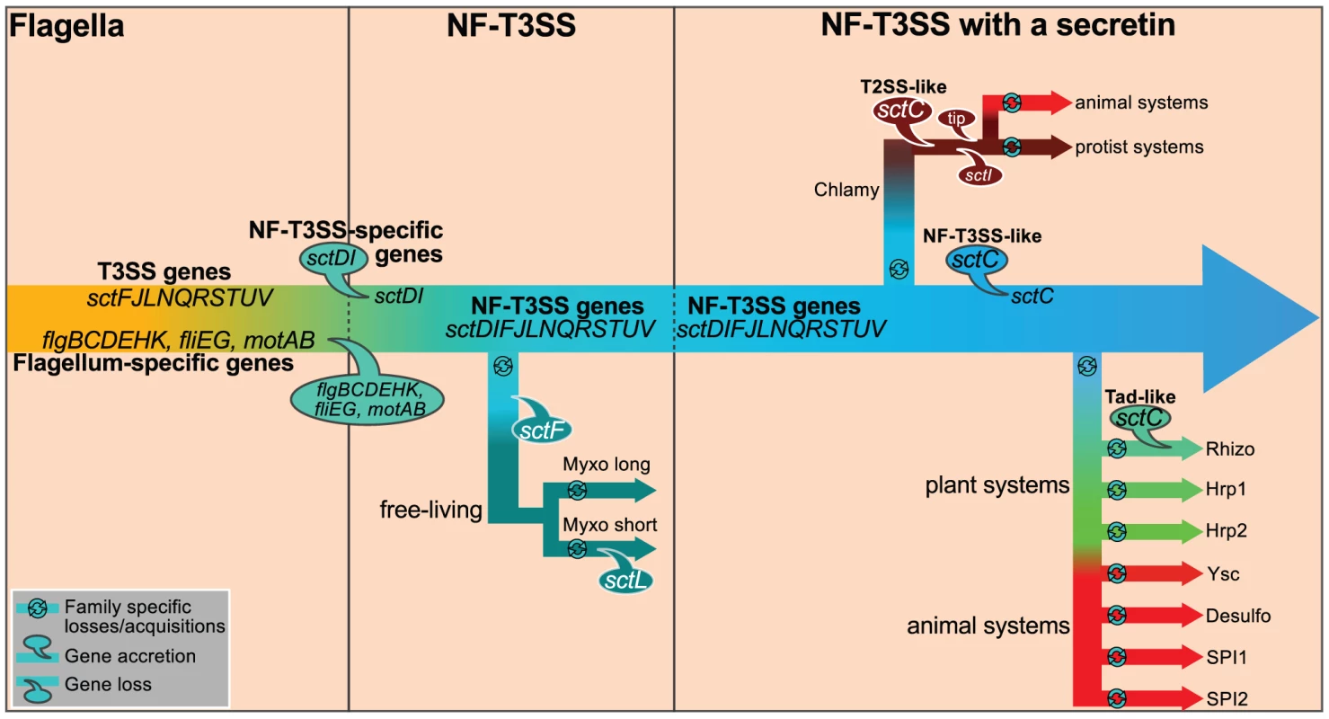 Proposed scenario for the evolution of NF-T3SS.