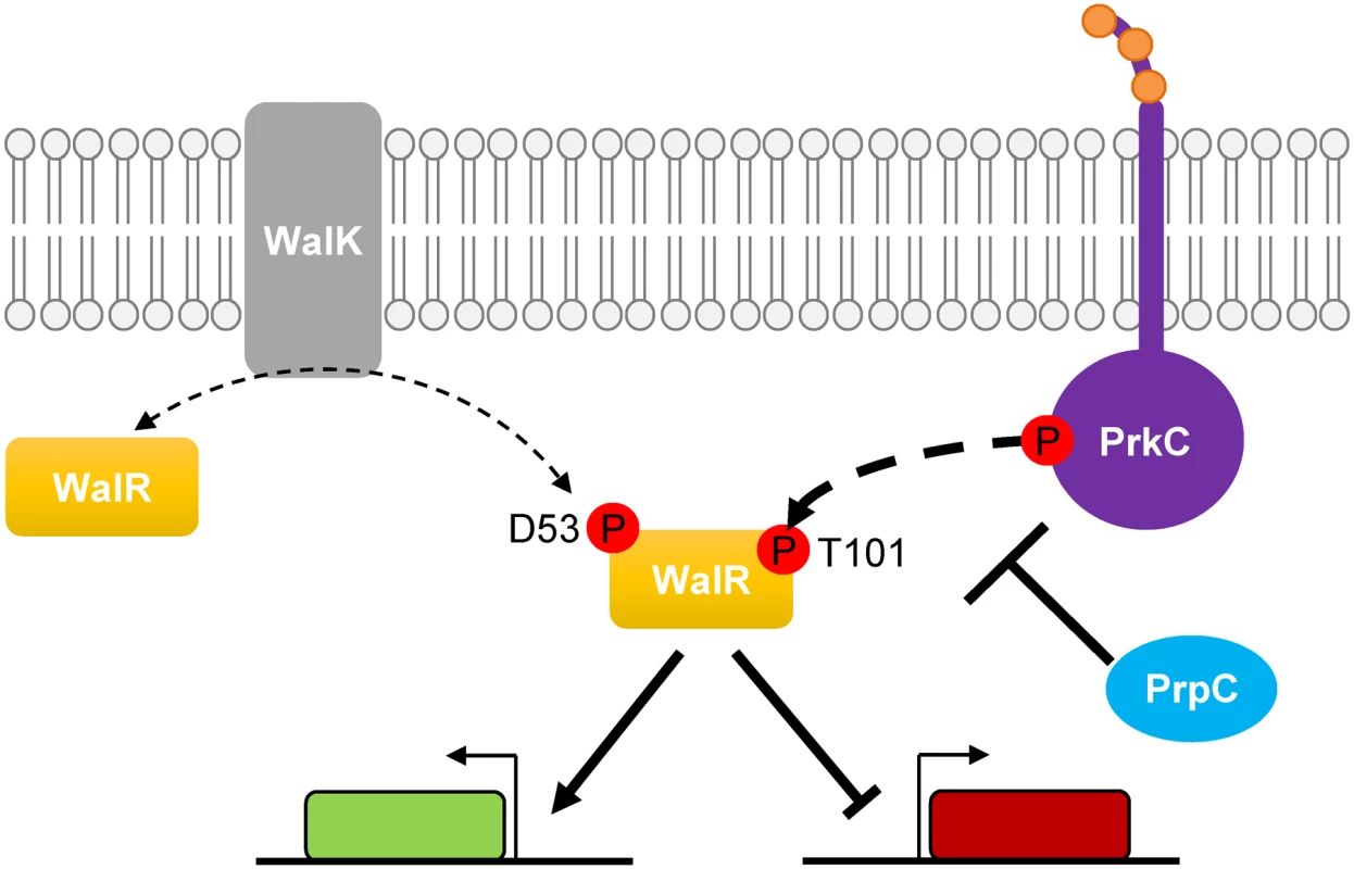 Model of PrkC dependent WalR phosphorylation.
