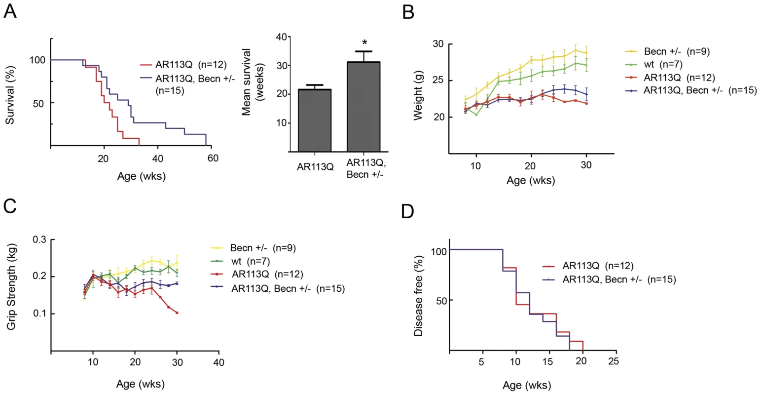 Beclin-1 haploinsufficiency extends lifespan in AR113Q males.