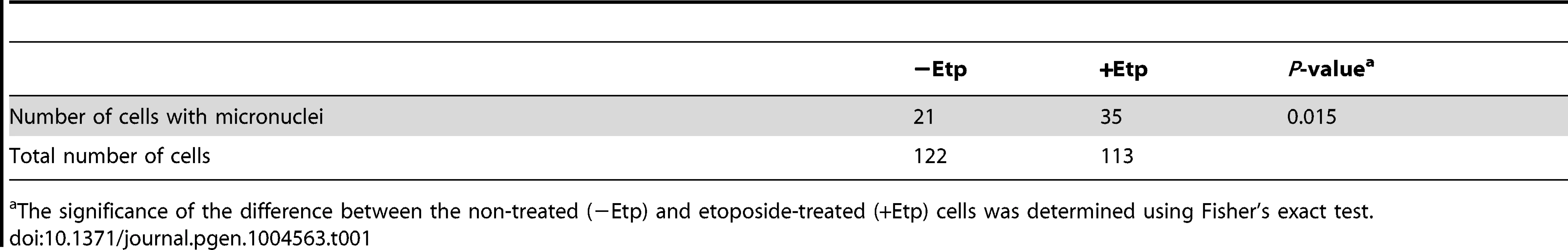 Formation of micronuclei in etoposide-treated or non-treated cells.
