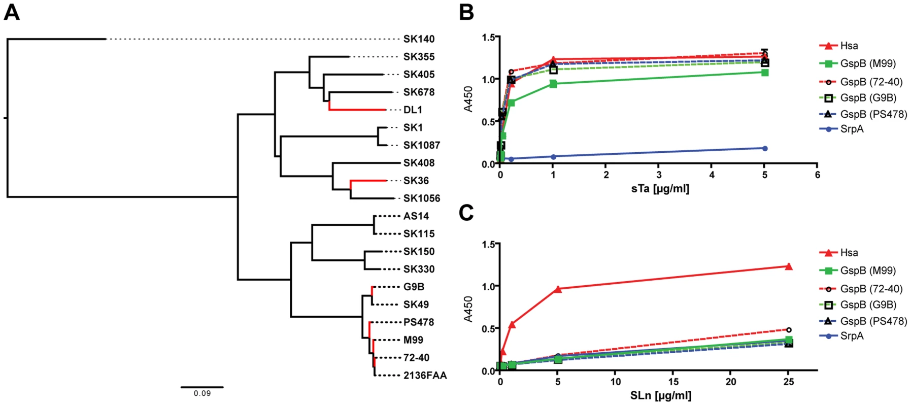 Phylogeny of SRR glycoprotein BRs from a representative number of <i>S. sanguinis</i> and <i>S. gordonii</i> strains, and glycan binding to immobilized adhesin-BRs.