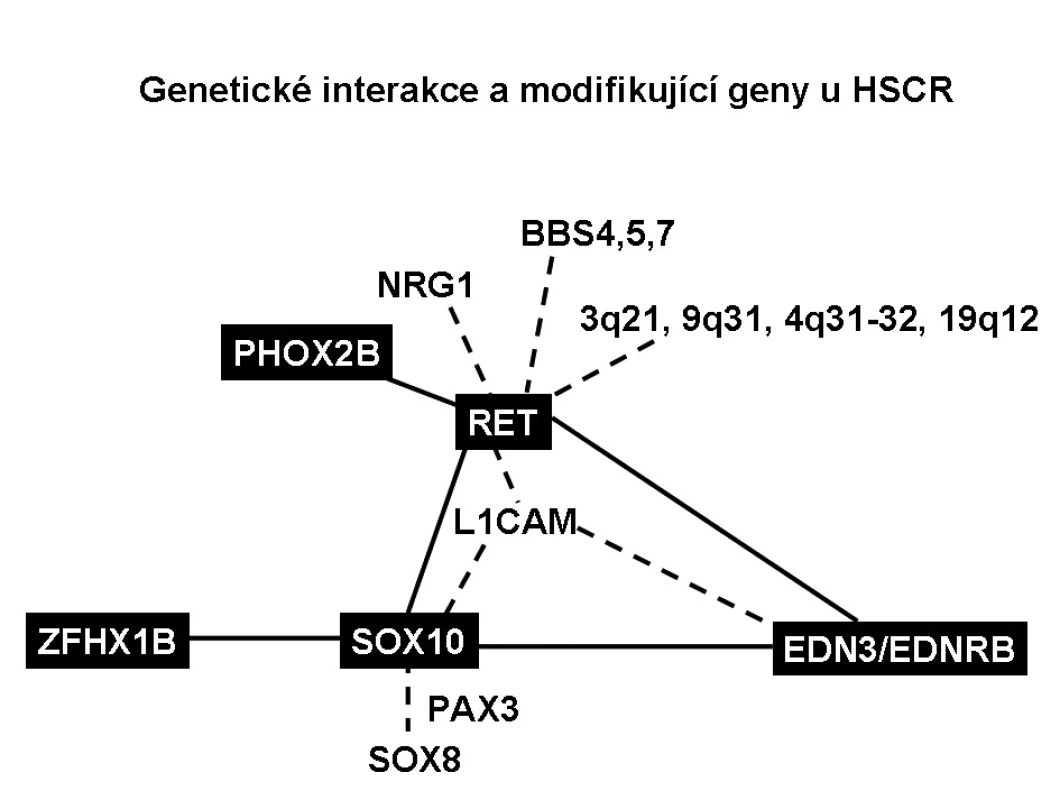 Genetické interakce a modifikující geny u HSCR.