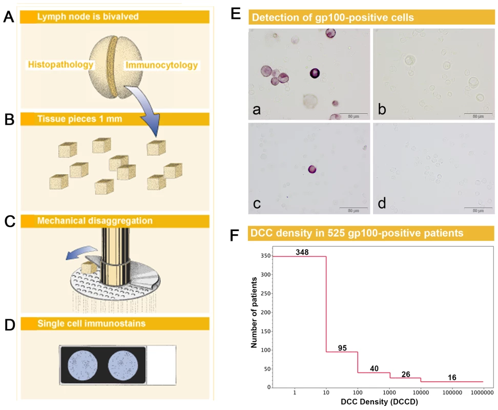 Sample preparation, melanoma cell detection, and distribution of disseminated cancer cell densities.