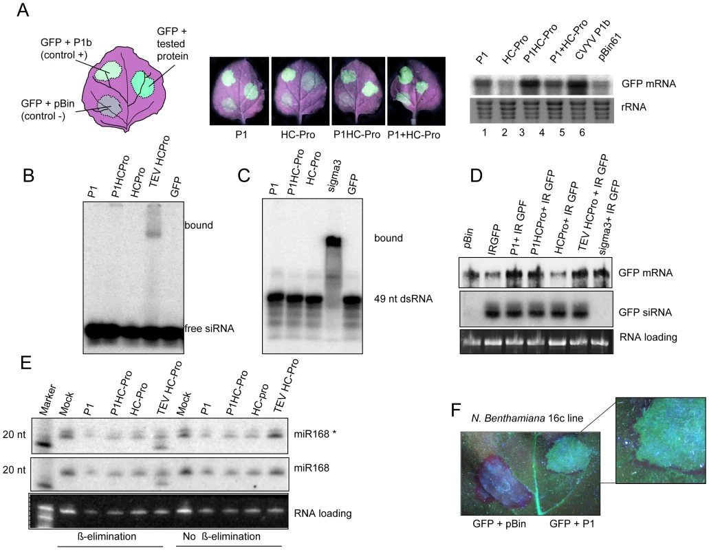 SPMMV P1 suppresses RNA silencing by mechanisms that diverge from other viral suppressors.