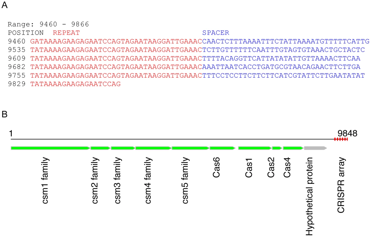 A potentially novel CRISPR array identified in a contig (9848 bases) from sample SRS012279.