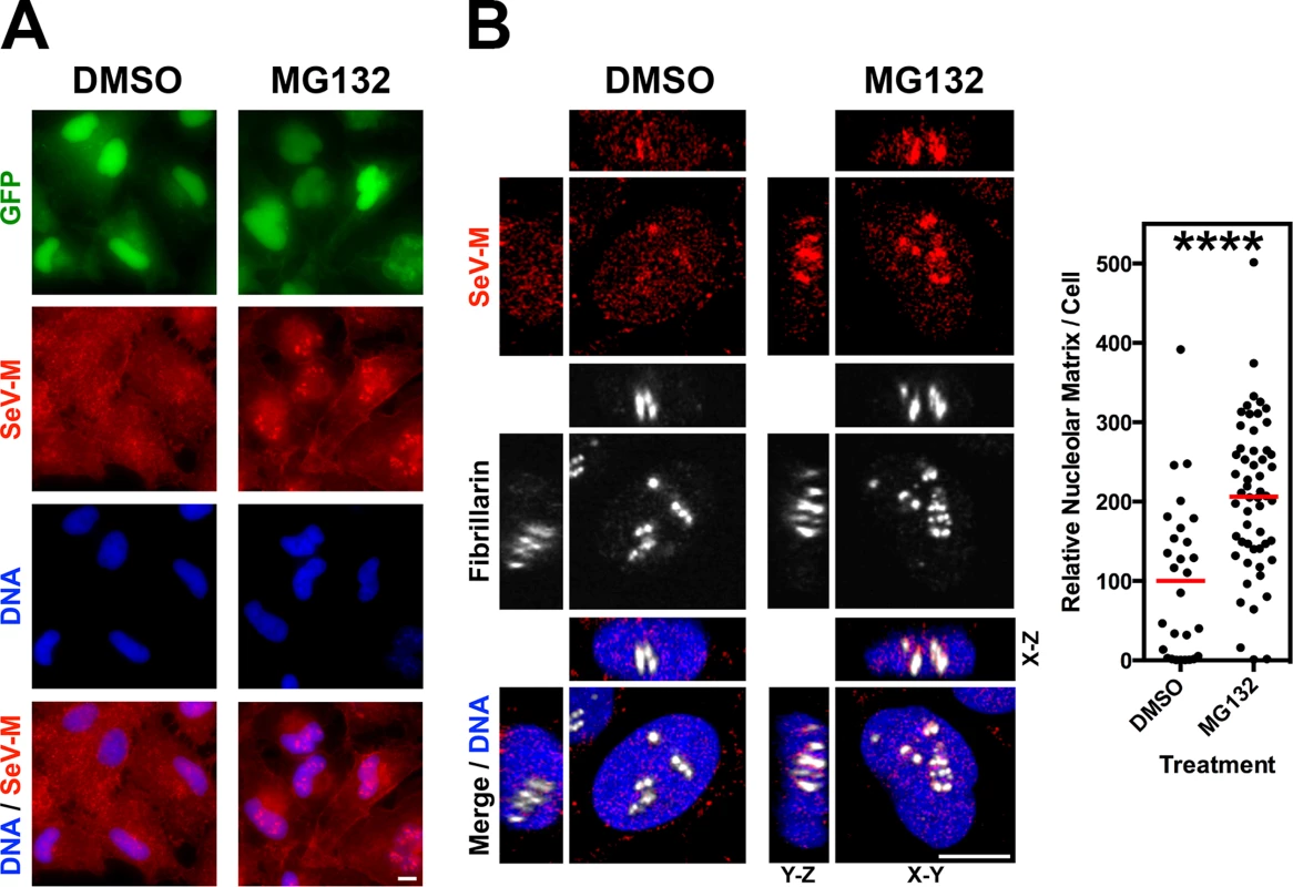 Nucleolar localization of Sendai M during live virus infection and perturbation of ubiquitination.