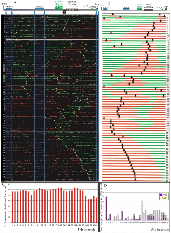 SMARD performed on <i>Pme</i>I linearized KSHV genome from BCBL-1 cells.