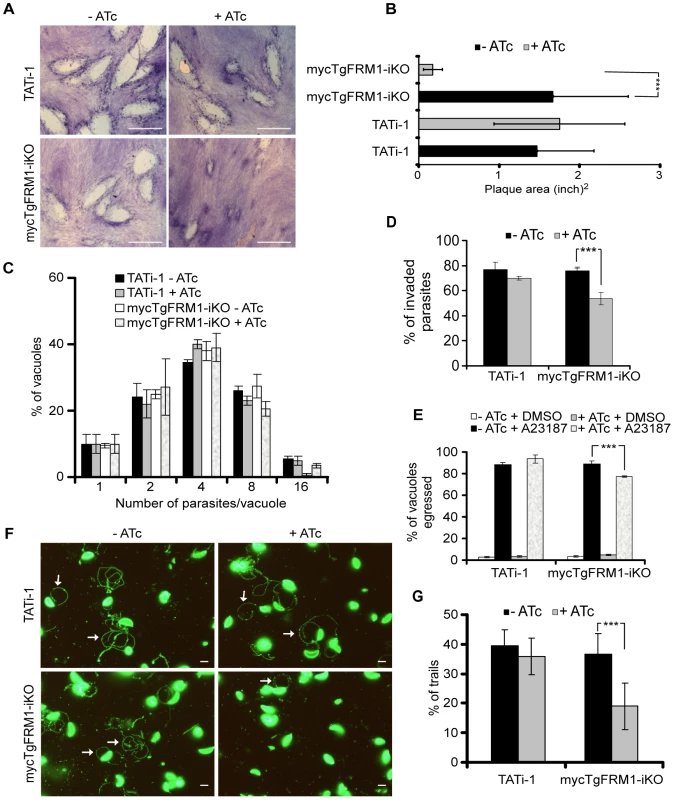 Phenotypic consequences of mycTgFRM1i depletion in mycTgFRM1-iKO.