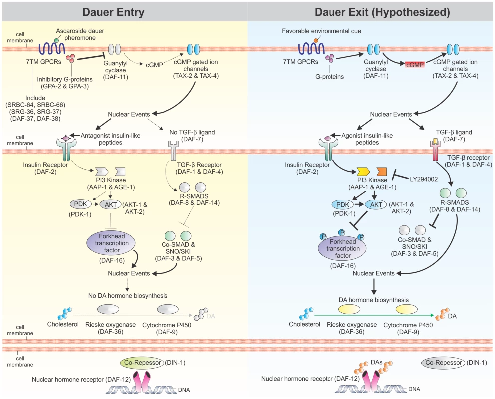 Regulation of <i>C. elegans</i> dauer development by cellular signaling pathways.