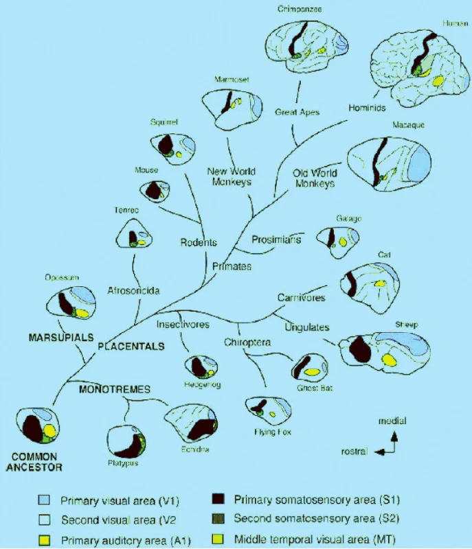 Mozková kůra všech savců je tvořena korovými poli mezi něž patří primární a sekundární smyslové oblasti. Pocházejí od společného vývojového předka. Některé korové oblasti, například MT, mají pouze primáti. Ze srovnávací analýzy plyne představa organizace korových polí společného předka všech savců (Krubitzer a Hunt, 2007)